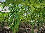 Papayas Chulavista