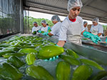 Papayas Chulavista