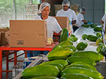 Papayas Chulavista