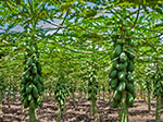 Papayas Chulavista