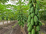 Papayas Chulavista