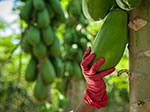 Papayas Chulavista