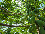 Papayas Chulavista